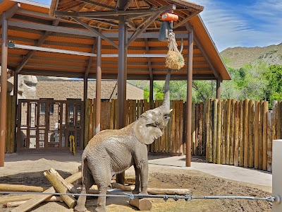 Elephant Encounter at Hogle Zoo