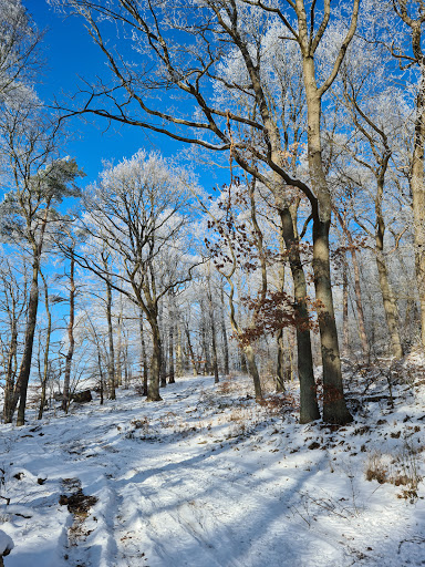 Waldlehrpfad Neuendorfer Waldpfad - Thumbnail