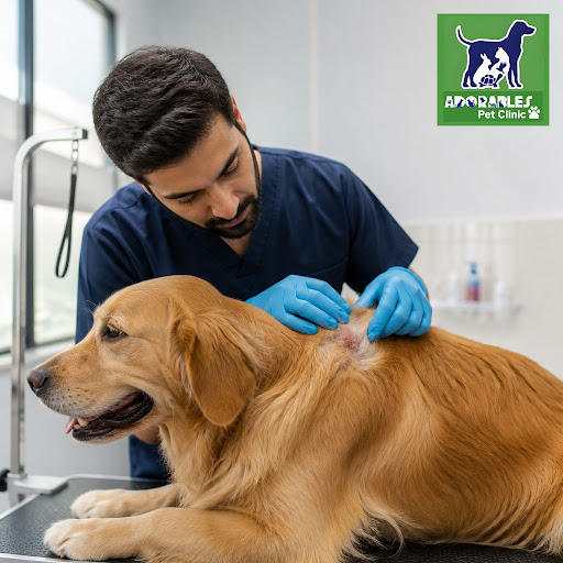 Regular grooming is much more than keeping your pet looking cute. At Adorables Pet Clinic in Banj… post image