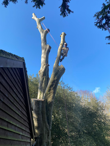 Honey Tree Surgeons Ltd