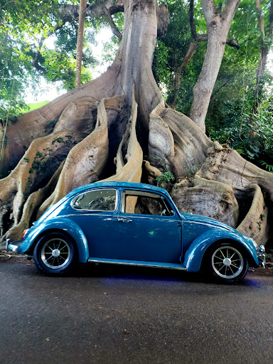 Ceiba Atabey de 400 años - Thumbnail