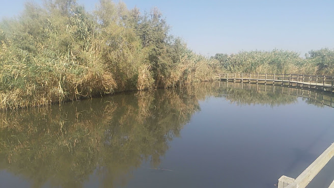 Azraq Wetlands Reserve by null