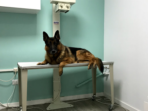 El Trébol Clínica Veterinaria