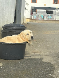 Photo n°28 de Élevage canin des gardiens du palais à Montégut-Bourjac (Éleveur de chiens)