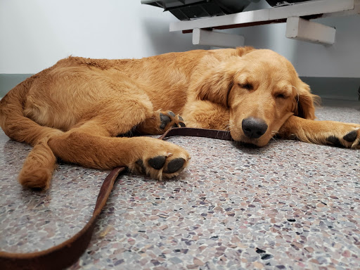 Stark Animal Hospital - Thumbnail