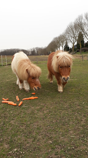 Dierenkliniek Hoogveld Roermond - Thumbnail