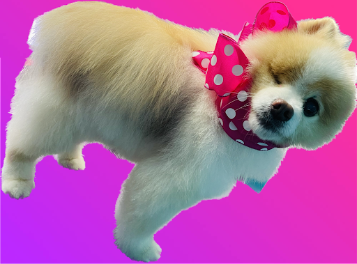 Hazel Anne’s Pooch Boutique - Thumbnail