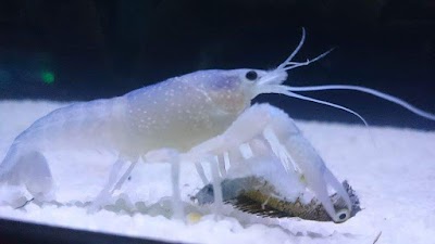 Photos of Tuzla Akvaryum Petshop