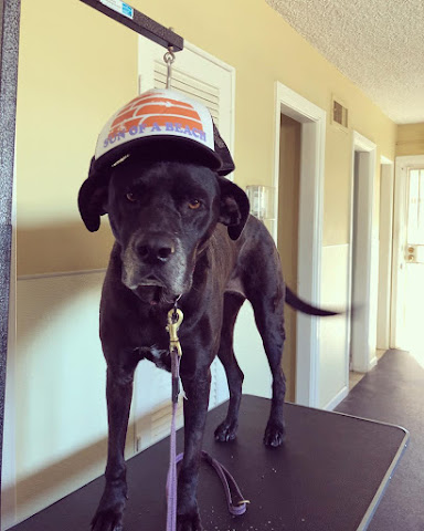 Canine To Five by null