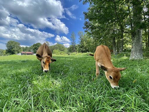 Falster Farm and Mini Cattle - Thumbnail