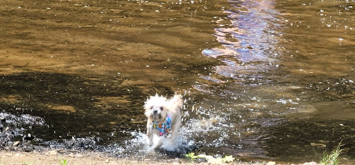 Sandy Beach Dog Park