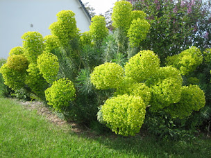 Photo n°2 de Yobé Michel à Saint-Alban (Jardinier)