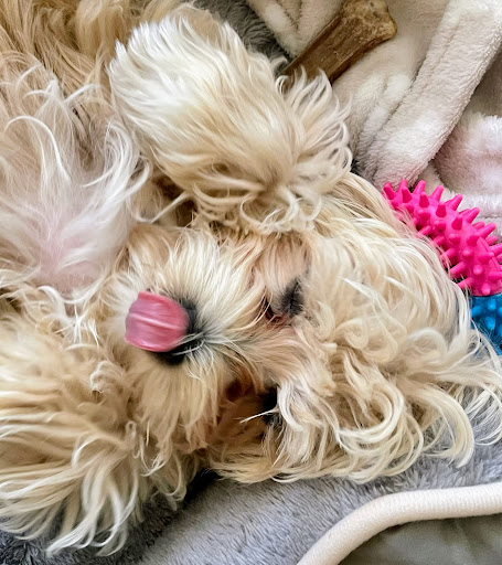 Heidi's dog snack - Thumbnail