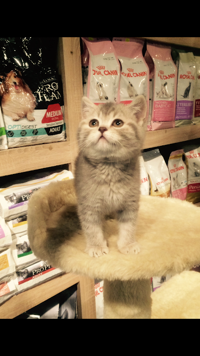 Photos of Green Petshop