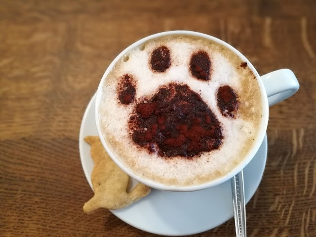 Katzencafé Aachen