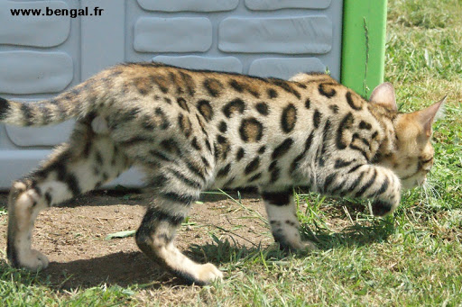 KAWALIK BENGAL elevage chat