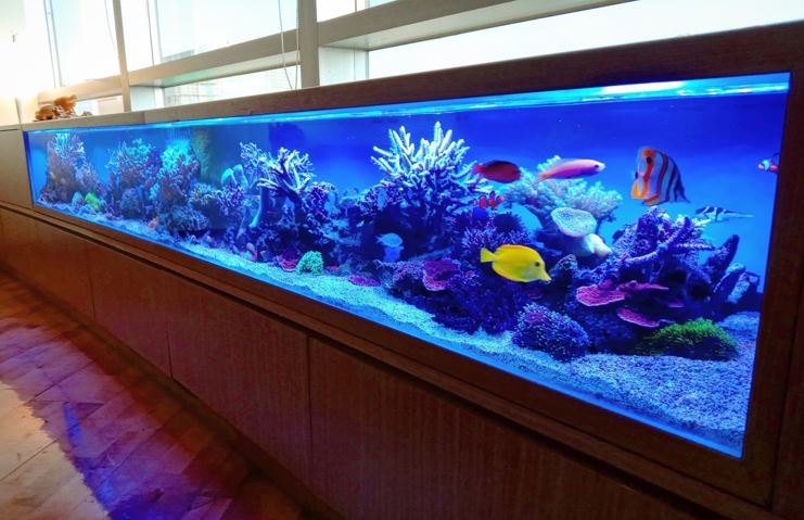 RedFin Aquarium Design UAE - صورة 3