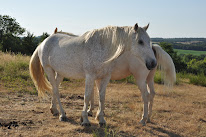 Cheval Magique - Centre équestre à Belmont