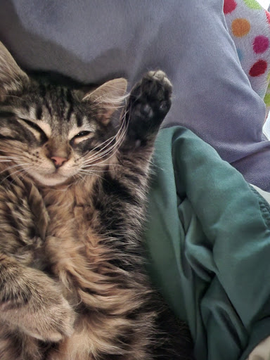 Rainier West Veterinary Hospital - Thumbnail