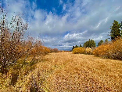 Taylor Creek Visitor Center: Salmon Run