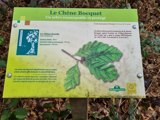 Le chêne Bocquet - Thumbnail