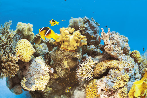 Photo de Aquatico plongée