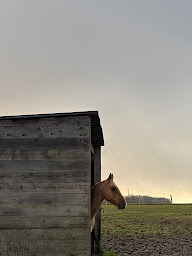 Photo n°12 de Domaine du Haut Silly - Polo & Nature à Silly-Tillard (Service de tours de poneys)