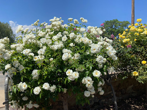 COLOURED ROSE GARDEN - Thumbnail