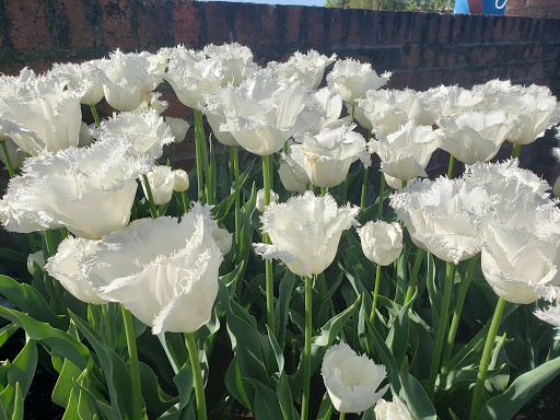 Wynyard Tulip Festival Gallery - Australia
