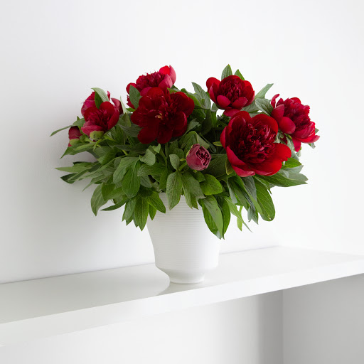 bringblumen berlin - Visual