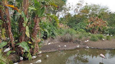 Lesser Flamingo Exhibit