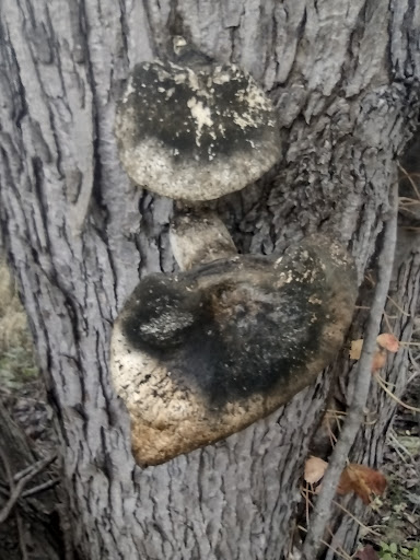 Montgomery County Home Cemetery - Thumbnail