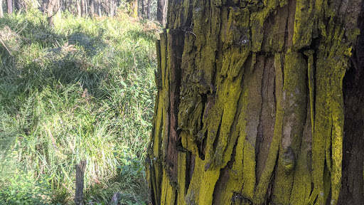 Warrandyte - Kinglake Nature Conservation Reserve - Meadow - Thumbnail