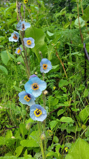 Book your Valley of Flowers Tour Package with Shyam Saarthi Travels and explore the breathtaking… post image