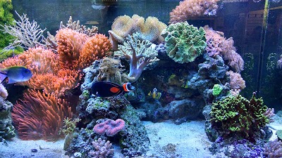 The Coral Reef