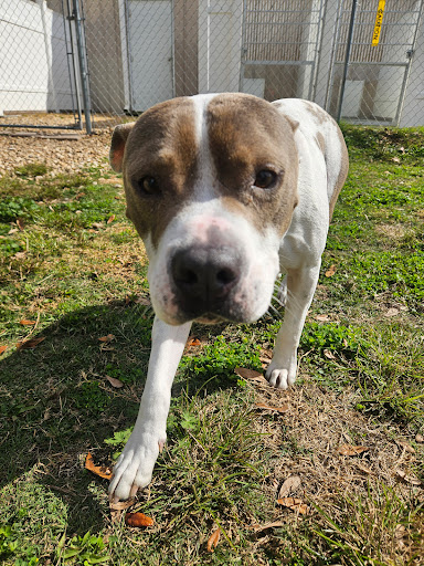 Citrus Pawville - Pet Boarding, Grooming, Daycare - Thumbnail