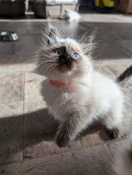 Photo n°21 de Chatterie Des Doux Nuages-Ragdoll à Caro (Animalerie)