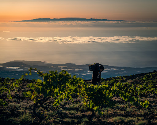 Bodega Piedra Fluida