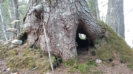 Highland Research Forest - Thumbnail