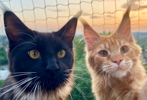 Two by Two Veterinary Centre - Visual