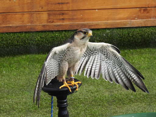 Wild Wings Birds of Prey - Thumbnail