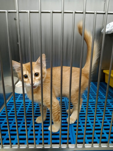 Heads Up for Paws Senawang