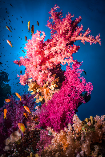 SeaLife Underwater Cameras - Thumbnail