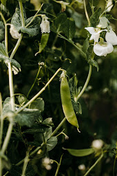 Photo n°21 de Jardin du Bonheur à Saint-Jean-de-Braye (Maraîcher)