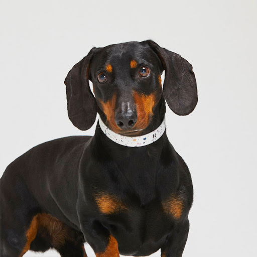 Mabel Dog di Monica Franco - Thumbnail