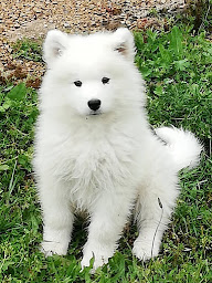 Photo n°14 de La Datcha Bourguignonne à Maconge (Chambre d'hôtes)