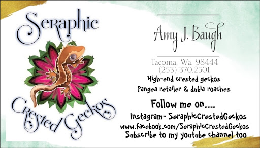 Seraphic Crested Geckos - Thumbnail