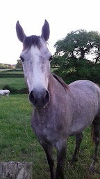 Photo n°2 de Ayacheval à Ayat-sur-Sioule (Centre de randonnée équestre)
