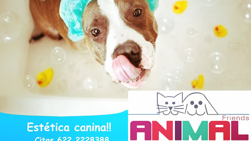 ANIMAL FRIENDS VETERINARIA
