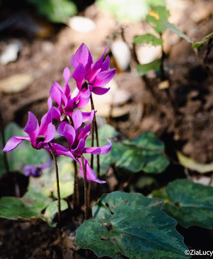 Giardino Monte Linasia - Thumbnail